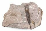 Fossil Eocrinoid (Ascocystites) - El Kaid Rami, Morocco #376552-1